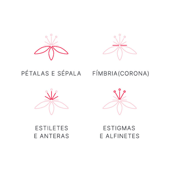 Explicação do logotipo com símbolo minimalista, mostrando suas partes e comparando com a estrutura da flor de maracujá.