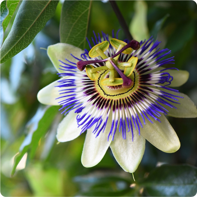 Foto mostrando detalhes de uma flor de maracujá